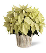 White Poinsettia Basket (Large)